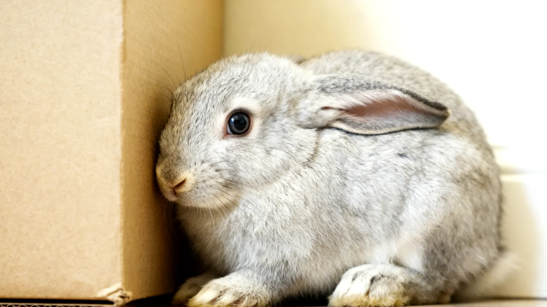 Junges Kaninchen zeigt Angst und Unsicherheit in der neuen Umgebung und versteckt sich ständig, wodurch die Eingewöhnung und Bindung zum Halter erschwert wird"