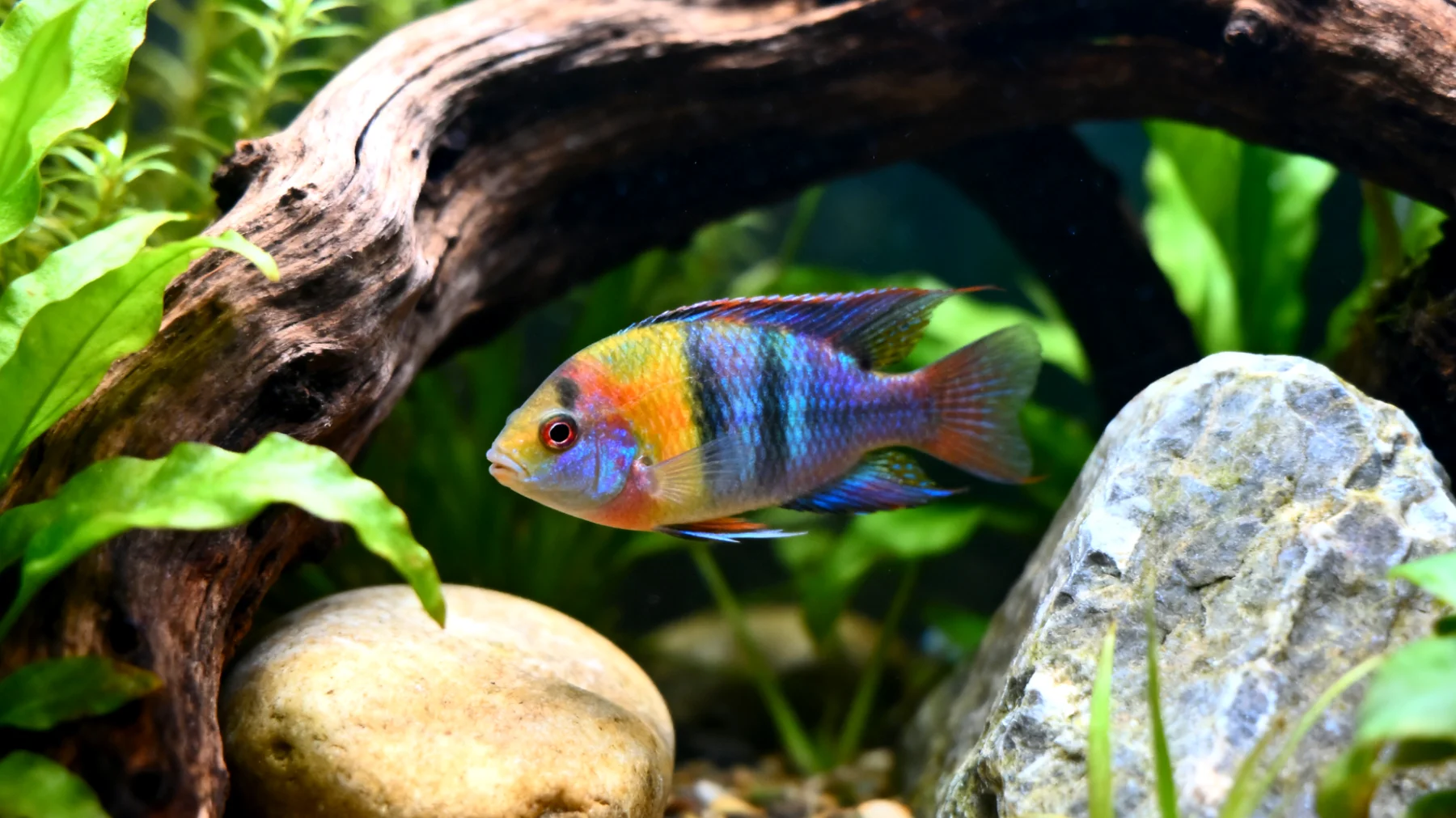 Fische benötigen artgerechte Beschäftigung und Stimulation in ihrem Aquarium, um Stress zu vermeiden und natürliches Verhalten zu fördern, was durch abwechslungsreiche Gestaltung, Versteckmöglichkeiten und Schwimmhindernisse erreicht werden kann"