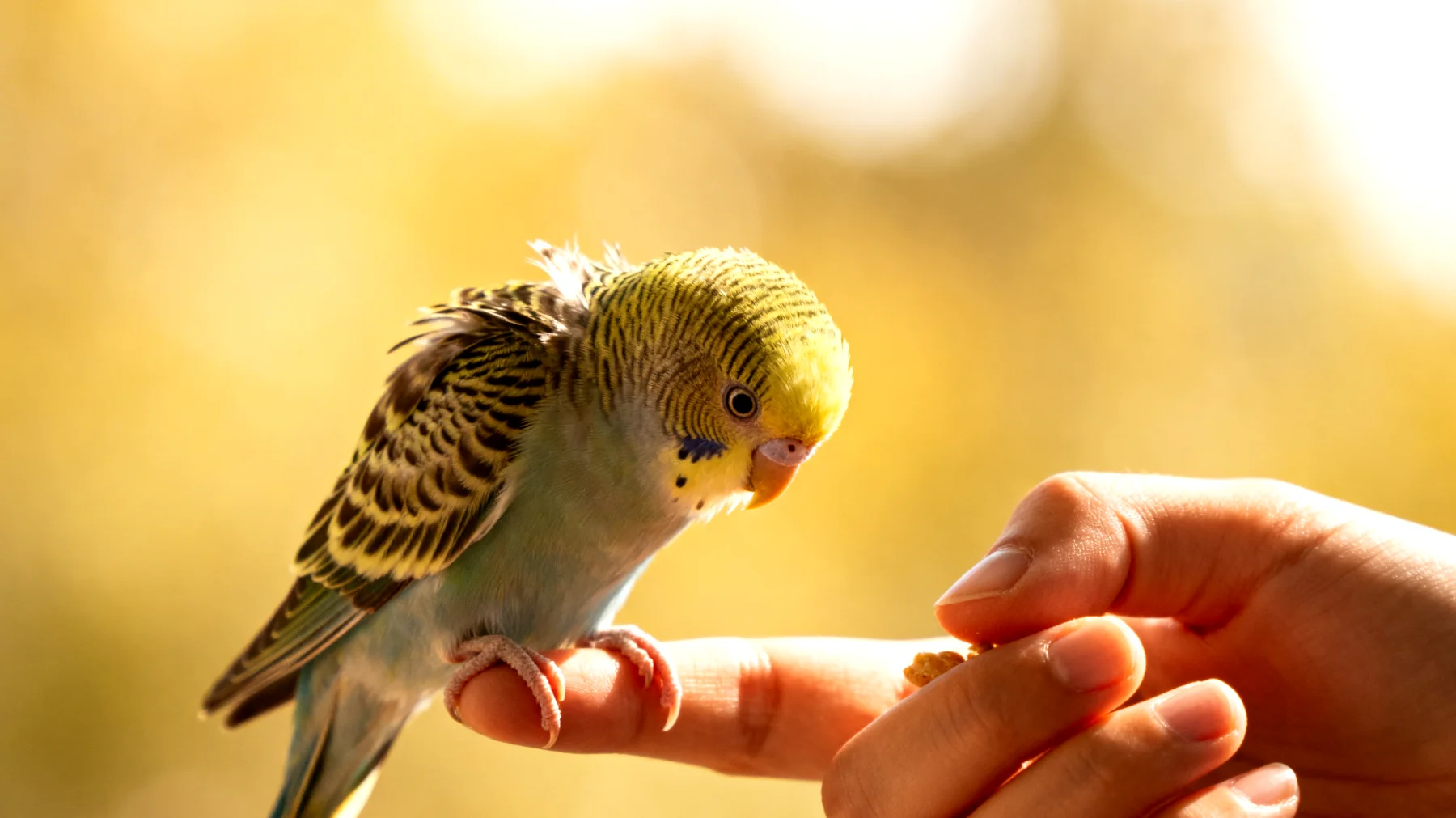 Junge Wellensittiche haben Schwierigkeiten, grundlegende Kommandos zu erlernen und zeigen oft Scheu oder Angst während der ersten Trainingsversuche"